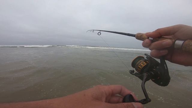 Live Sand Worm as Surf Perch Bait