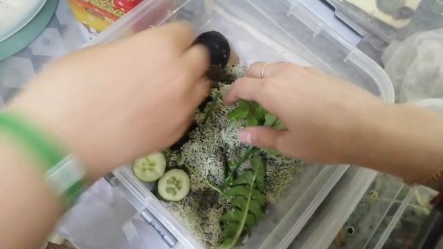 Улитки ученицы растут