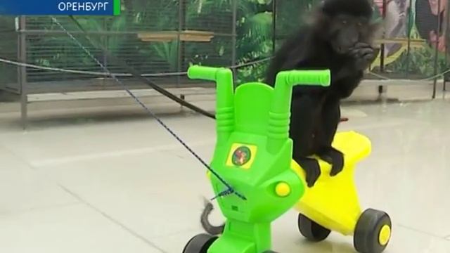 Выставка Обезьян. Оренбург