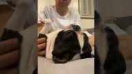 Boston Terrier Massage