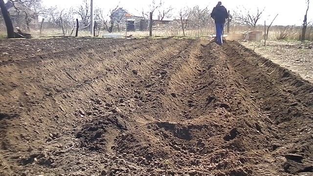 посадка картофеля культиватором