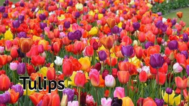 Flower Compilation