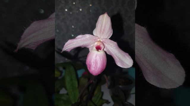 Paphiopedilum Deperle ( pink one)