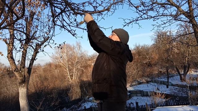Кормим птиц зимой на даче