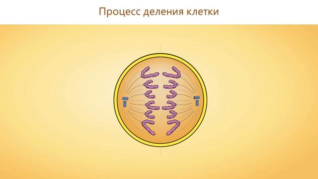 7.Жизненные циклы клетки. Деление. Рост и развитие клетки. ЕГЭ Биология / 8 класс #клетка #егэ #огэ