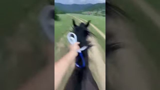gallop a horse - галопом на лошади
