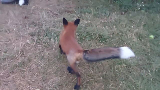 ЛисЯша, Леся, Тихон и соседский кот