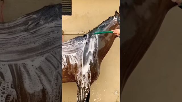любите мыть лошадей?)