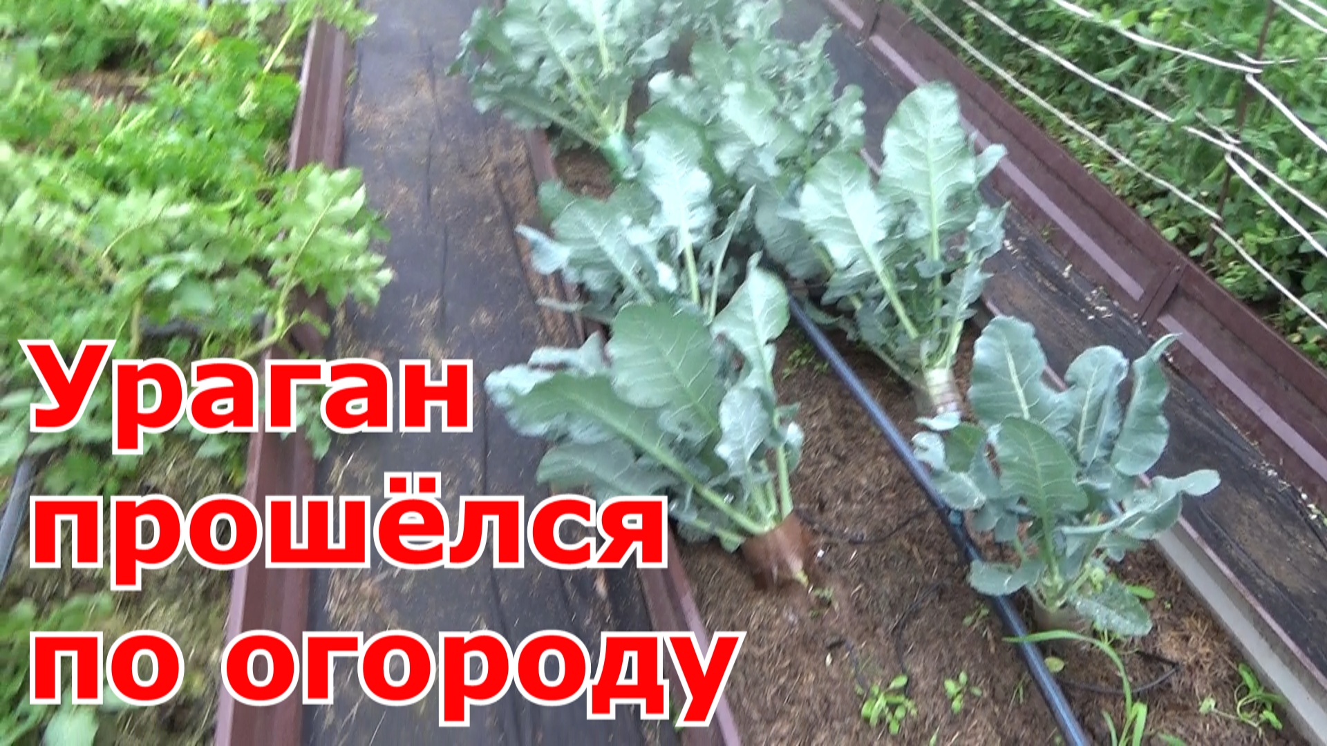 Мой сад, огород и теплицы на 20.06. Последствия урагана в Подмосковье.