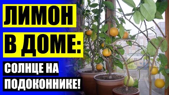 🎯 Размножение лимона черенками в домашних условиях фото пошагово 💡