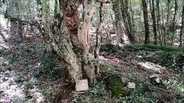 КРЫМ : ЯЛТА.Экскурсия по 