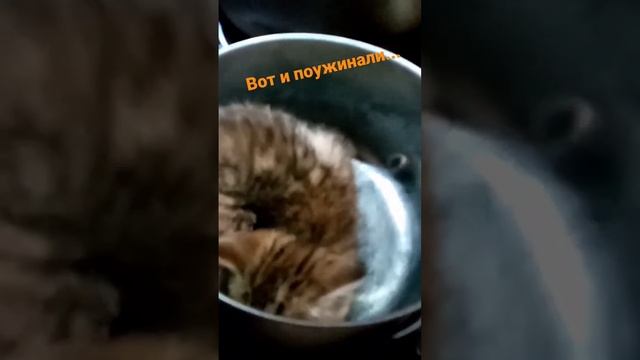 Суп с котом