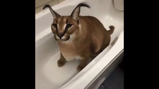 шлепа заставка гта 4
