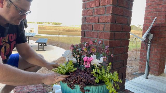 Supertunia Vista Bubble Gum in New Concrete Containers & Updating Spring Container Addition!