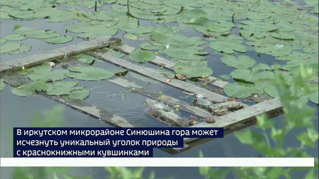Уникальный уголок природы с краснокнижными кувшинками может исчезнуть в Иркутске