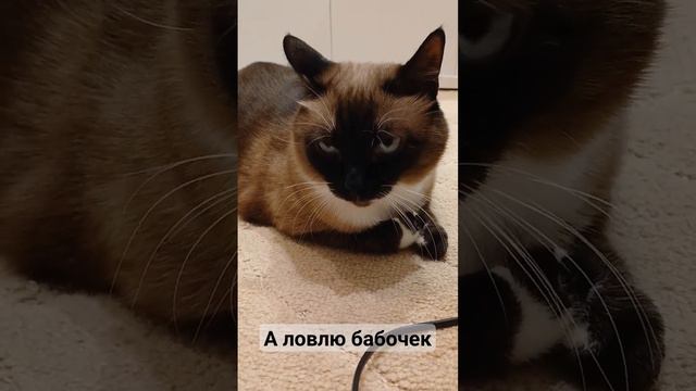 #кот #лунка #животные #тайская #shortscat