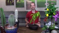 Training and Repotting a Wisteria Bonsai