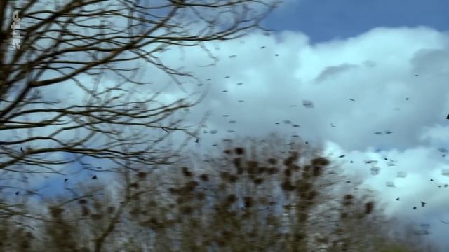 L'invasion de corbeaux en ville | ARTE Regards