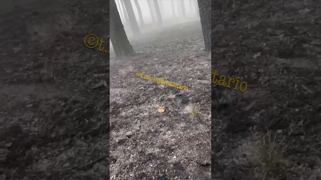 Видео вчерашнего боя украинских пограничников с российскими войсками в лесном массиве Харьковской об