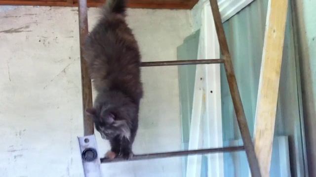 Кошка Гретта на даче