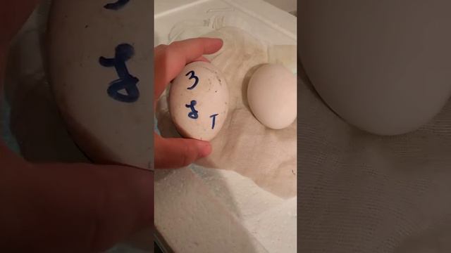 Инкубация треснутого гусиного яйца