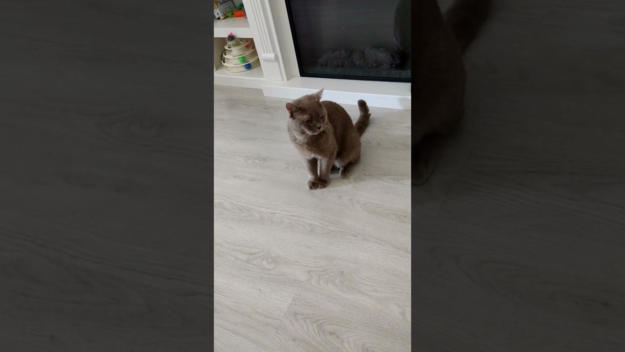 Без кота и жизнь не та