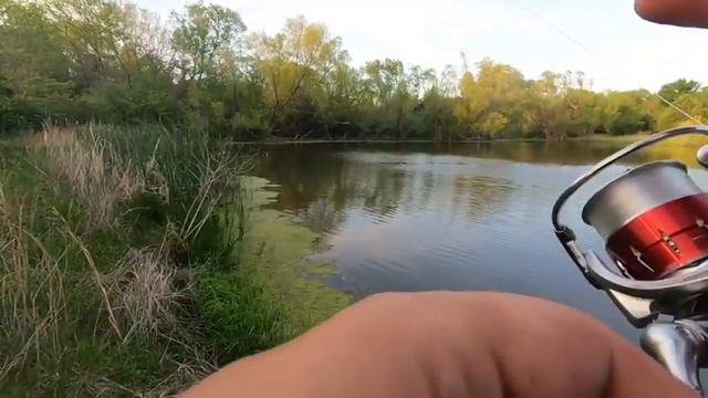Bassman Adventures Season 2 Episode 32:  I’ve got that Senko Feeling
