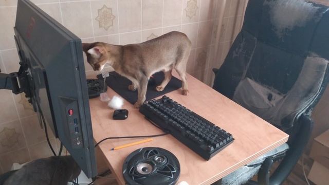 Абиссинские бесилки.