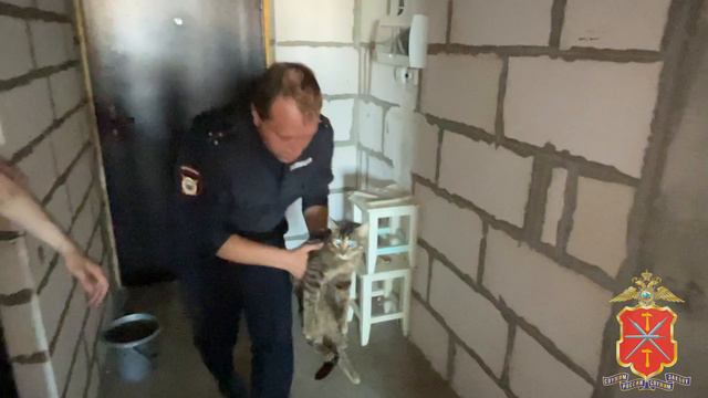 В Туле полиция спасла запертых в квартире кошек