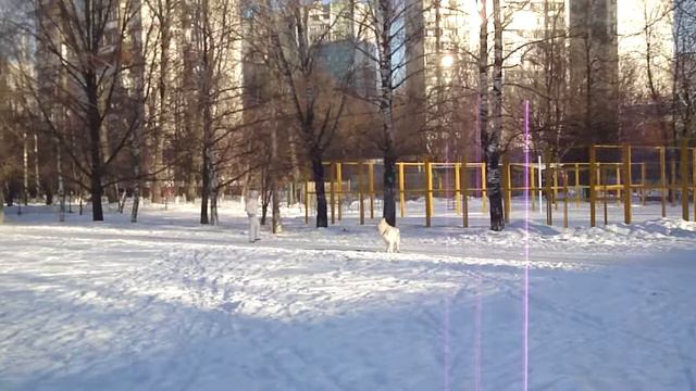БШО Бель Этуаль Космос  тренировка скиджоринг