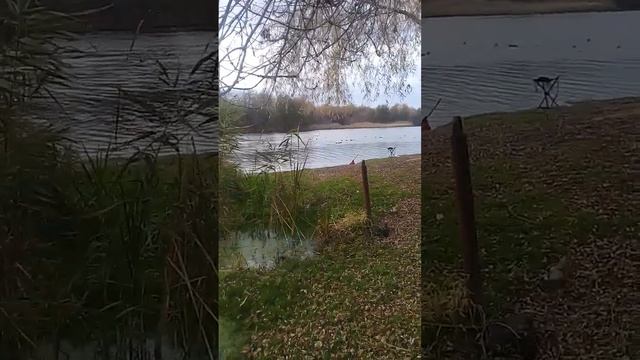 Прихопёрье.Растение рогоз на озере Подпесочном.Уточки.