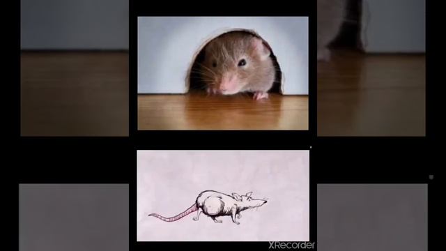 Iwan Fals "Tikus-tikus kantor" + Lirik