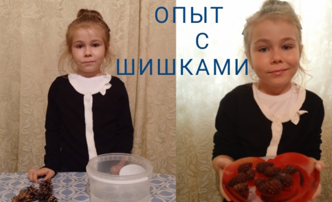 Интересный опыт с ШИШКАМИ .