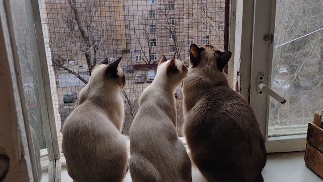 Кошки наблюдают как воробьи строят гнездо
