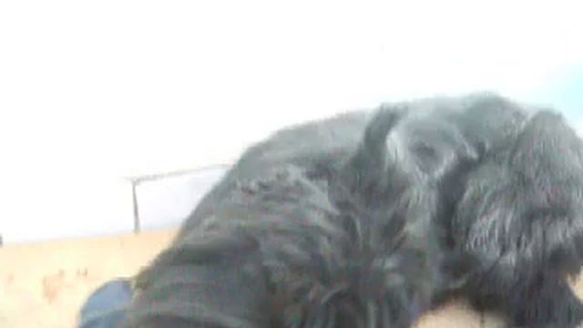 п-к  Роман-Кош..РОМАН-КОШ ВЕНЕЦИЯ И МАТЬ БАЛАКЛАВА БАССА ДОМА . СВОЯ ИГРА