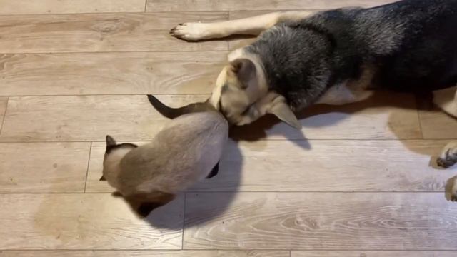 УЖАСЫ!!! ОВЧАРКА И КОТ ЕДЯТ ДРУГ ДРУГА ЖИВЬЕМ!!! УЖАСНО-ВЕСЕЛЫЙ СБОРНИК 1!