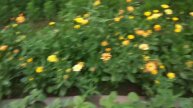 winter petunia vs summer petunia