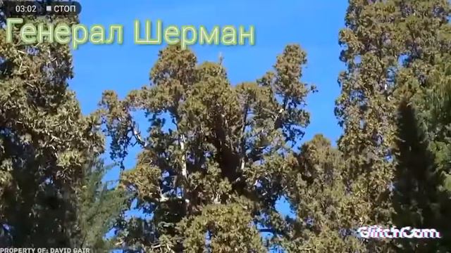 "Генерал Шерман"— Самое огромное дерево на Земле, после срубки "Гигант Крэнелл-Крик".