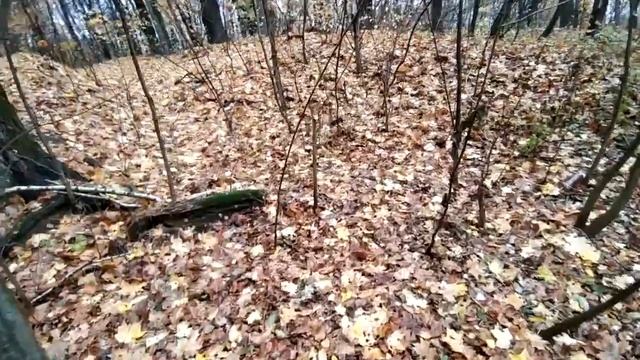 Прогулка с детьми в лесу. Заблудились в овраге!