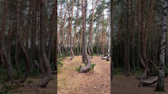 Пьяный лес, Рязанская область