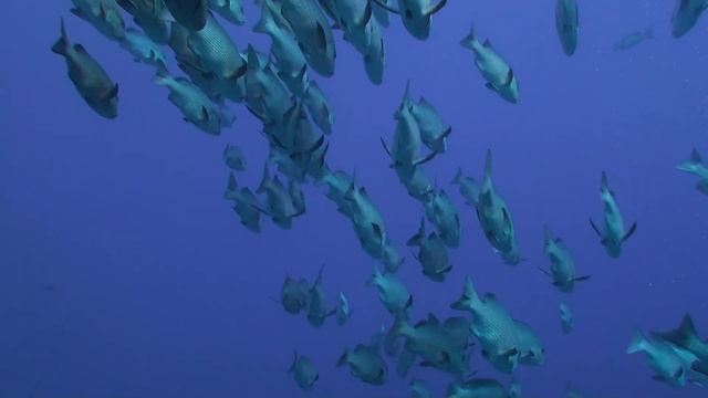 Красное море подводное видео