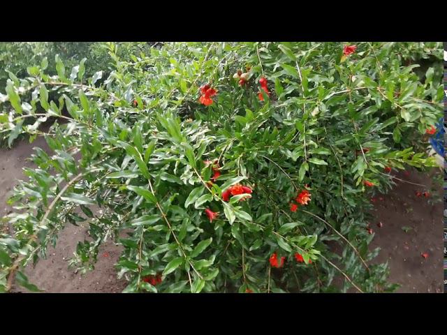 Гранат Бельбек