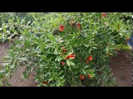 Гранат Бельбек