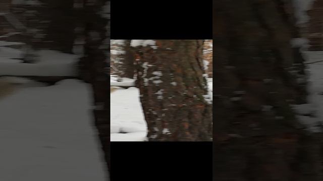Маламут Балто в зимнем лесу. .mp4