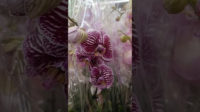 Удивительная поставка орхидей в Ашане Воронеж 18.04.24