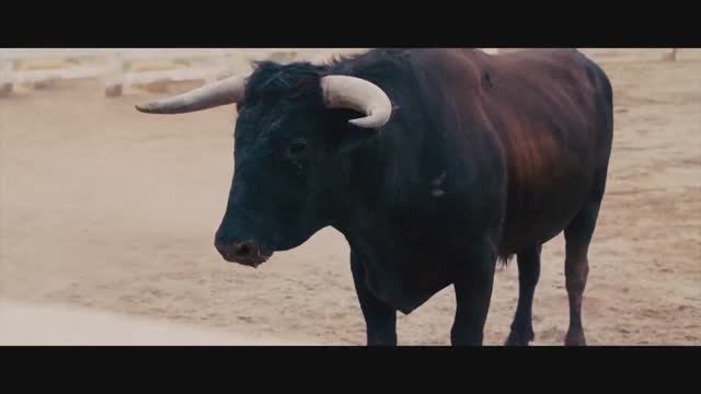 Bull Taurus - Oui ou non