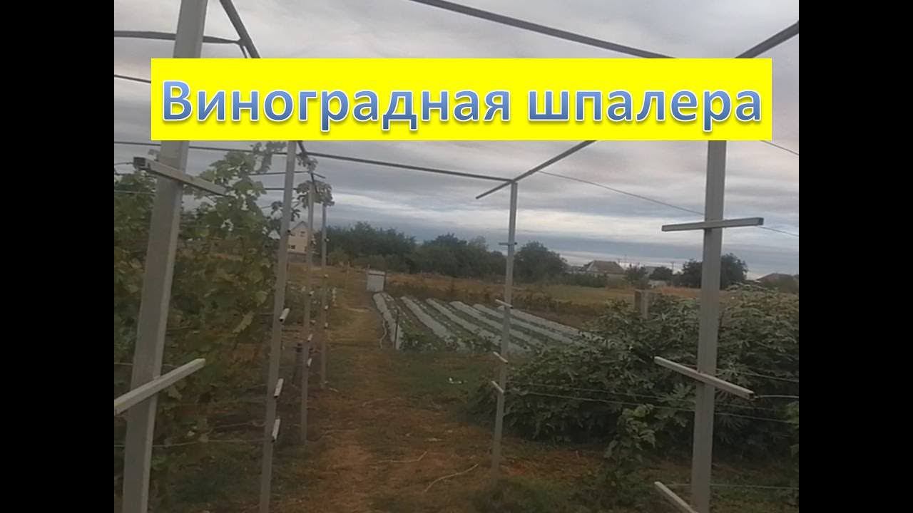 Виноградная шпалера. Удобная, компактная, бюджетная.