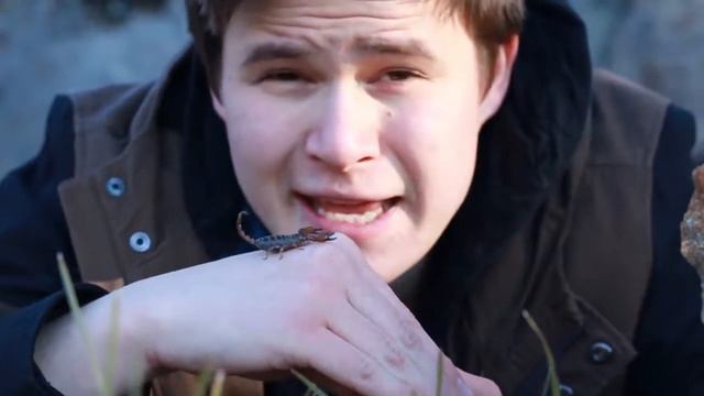 How DANGEROUS are Australian SCORPIONS?