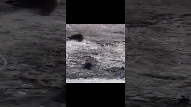 Медведица спасает медвежонка