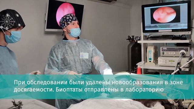 Риноскопия у кошки